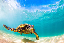 Obraz Sea turtle 